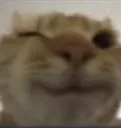 Catwink catwink Discord Emoji