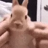 pocky_d_bunbun_dance