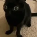 catto