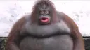 monke