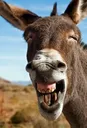 donko