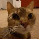 ketcat