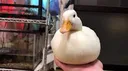 ducko