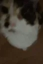 Smooch
