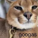 googas