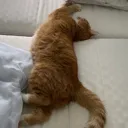 catdeath