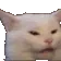 ConfusedCat