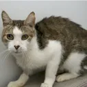 australiacat Discord Emoji