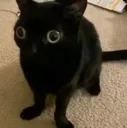 wha