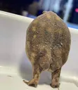 frogbutts1 Discord Emoji