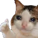 DP_CatThumbsUp