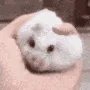 owosquishyrat