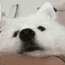 DogNoseTongueBoop