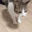 catdie