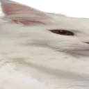 widepeepoPussy2