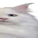 widepeepoPussy3