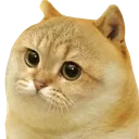 cate