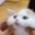 cat_squish