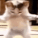 Cat Wiggle Discord Emoji