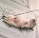 ded_doggo ded_doggo