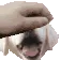 PETTHEBOOMER