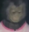 sleepymonkey