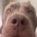 CreedStare