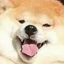 hap_doge
