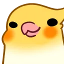 birbpop