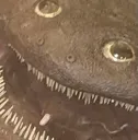primeval_mud_fuck