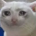 Cat_Cry