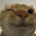AGC_Catwink Discord emoji