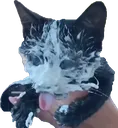 cummycat Discord Emoji