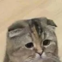 SMC_CatSad Discord Emoji