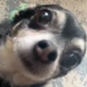 Shithead Discord Emoji