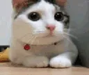 nocat