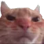 swagcat_mad
