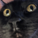 catstare Discord emoji