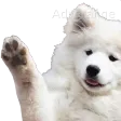 dogwave dogwave