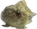 lump Discord emoji