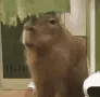 Capyweirda