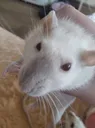 chopperrat1