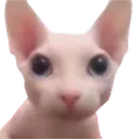 Bingus