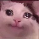 beluga_love