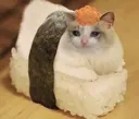 sushicat