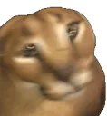 FloppaShake