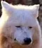 dog_sad
