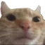 lookingCat