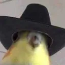 WesternBirb