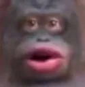 Monke Monke